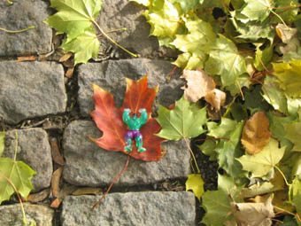 maple leaf leaves
